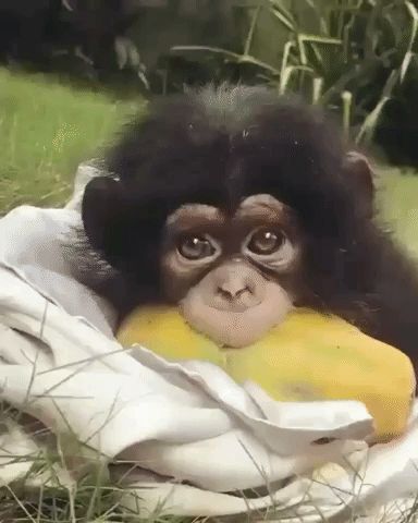 New GIF on Giphy Baby Chimpanzee, Regard Animal, Monkeys Funny, Cute Monkey, Baby Animals Funny, Baby Monkey, Cute Animal Videos, Cute Animal Pictures