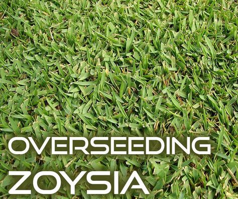 Zoysia Grass Lawn, Zoysia Lawn, Zoysia Grass Seed, Sod Grass, Grass Types, Zoysia Grass, Lawn Turf, Seeding Lawn, Growing Grass