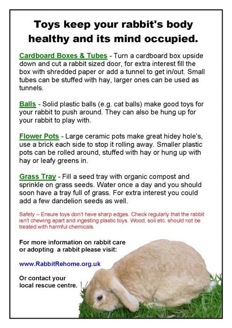 Rabbit Care For Beginners, Rabbit Tips, Charlie Boy, Lop Bunnies, Bunny Ideas, Bunny Food, Holland Lop Bunnies, Pet Rabbit Care, Rabbit Diet