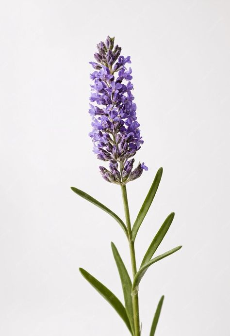 Premium Photo | Single lavender flower on white background Lavender Reference Photo, Lavender Plant Photography, Lavender Flower Photography, Lavender Reference, Flower Reference Photo, Lavendar Plant, Gemini Lavender, Lavender Collage, Lavender Png