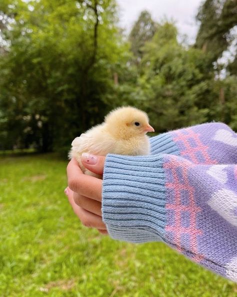 Cute Ducklings, Pretty Animals, Spring Aesthetic, Baby Chicks, Spring Vibes, Cute Animal Photos, Cute Creatures, Nature Aesthetic, Green Grass