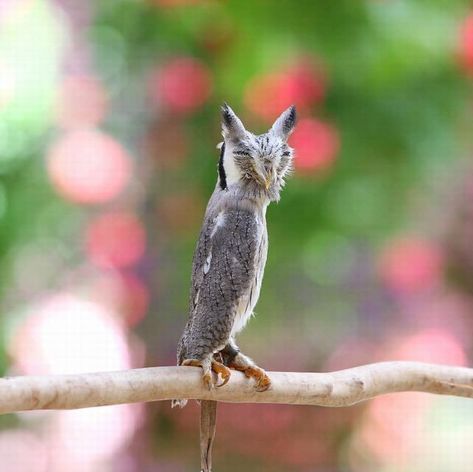 White-Faced Owl camouflage transformation defense Scary Owl, Scary Birds, Weird Birds, Cute Cat Memes, Owl Pictures, Funny Birds, Pretty Animals, Silly Animals, Cute Wild Animals