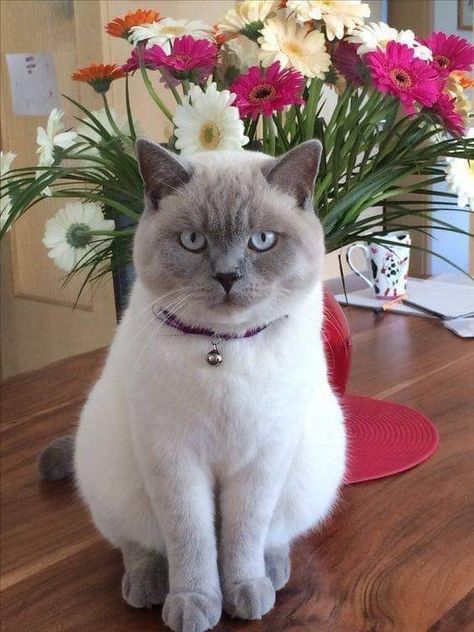 Siamese British Shorthair, Colorpoint Shorthair Cat, Siamese Cats Blue Point, Colorpoint Shorthair, Cat Spray, British Shorthair Cats, Grey Cat, Kittens And Puppies, British Shorthair