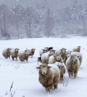 Alice Feeney, Winter Cottagecore, Sheep And Lamb, I Love Winter, Rock Paper Scissors, Winter Animals, Winter Scenery, Winter Beauty, Winter Vibes