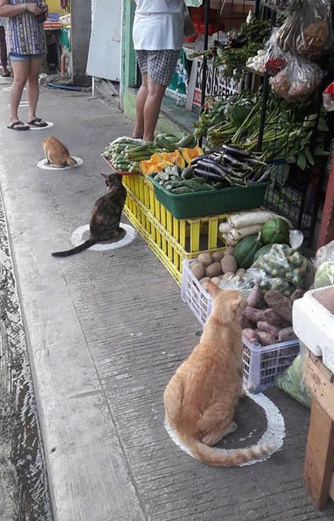 People In The Philippines Spotted Stray Cats Occupying The Circle Marks Near The Market Philippine Star, Cat Traps, Stray Cats, Quezon City, Cat Behavior, Stray Cat, Cat Sitting, Cute Cats And Dogs, Social Distancing