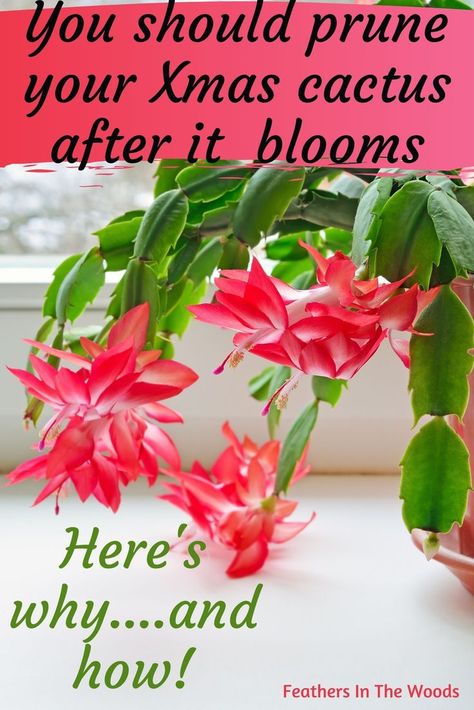 Red Christmas cactus plant blooming in window Christmas Cactus Propagation, Christmas Cactus Care, Lush Christmas, Christmas Cactus Plant, Easter Cactus, Thanksgiving Cactus, Holiday Cactus, Tattoo Plant, Attract Hummingbirds