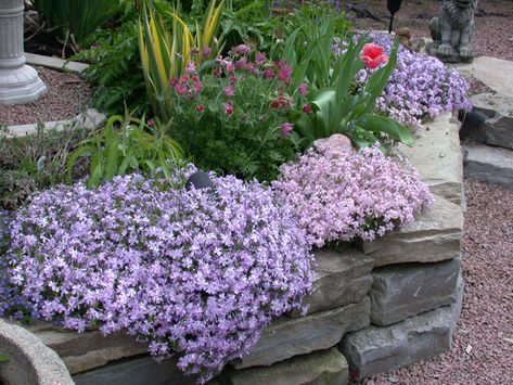 phlocks Creeping Flocks, Rockery Ideas, Flocks Flower, Foster House, Rockery Garden, Backyard Patio Ideas, Garden Types, Garden Images, House Landscaping