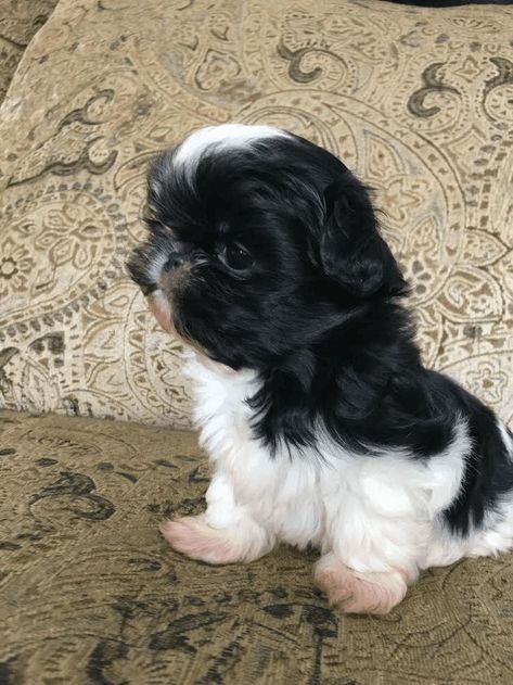 Cute Shih Tzu Puppies, Amy Harvey, Teacup Puppy Breeds, Shih Tzu Rescue, Shih Tzu For Sale, Teacup Shih Tzu, Black Shih Tzu, Imperial Shih Tzu, Dogs Tattoo