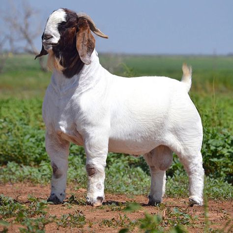 Boer Goat Breed complete information - FarmingX Goat Breeds, Show Animals, Pbr Bull Riding, Goats For Sale, Goat Shelter, Show Goats, Female Goat, Nubian Goat, Goat Herding