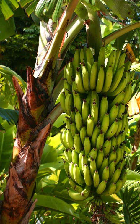 Banana Plant Aesthetic, Banana Fruit Aesthetic, Banana Harvesting, Banana Farm, Banana Varieties, Basjoo Banana Tree, Unripe Banana, Banana Trees, Banana Shake