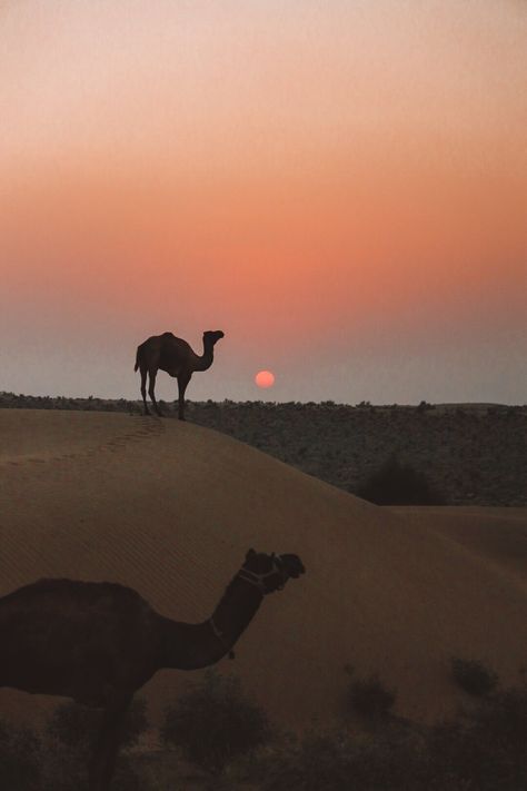 Traitor Queen, Desert Reference, Sunset In Desert, Jaisalmer Desert, Desert Inspo, India Itinerary, North India Tour, Desert Trip, Sunset Desert