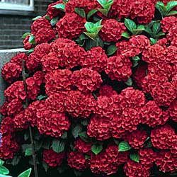 Lady in Red Hydrangea - wow Red Hydrangea, Hydrangea Garden, Hydrangea Macrophylla, Planter Ideas, Landscaping Plants, Trees And Shrubs, Lawn And Garden, Beautiful Blooms, In The Fall