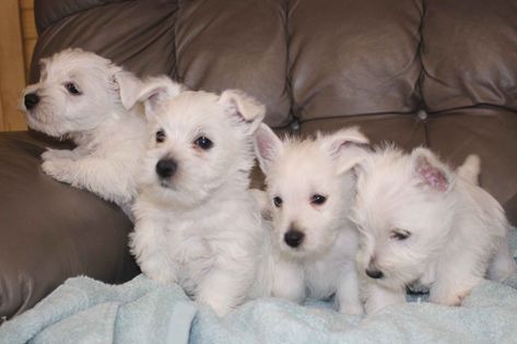 Betty's Westie Has Puppies For Sale Westie Puppies For Sale, Westie Puppies, Terrier Puppies, West Highland White, West Highland White Terrier, White Terrier, American Kennel Club, Health Nutrition, West Highlands