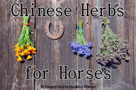 Herbal Lifestyle, Medical Plants, Equine Nutrition, Happy Horse, Horse Riding Tips, Chicken For Dogs, Chinese Herbs, Horse Diy, Horse Health