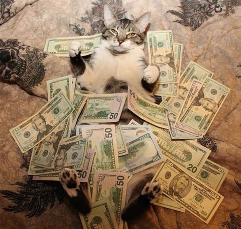 Cats Clothes, Cat Presents, Money Cat, Cat Summer, Cats Pattern, Ninja Cats, Cat Snacks, Cat Hacks, Cat Yoga