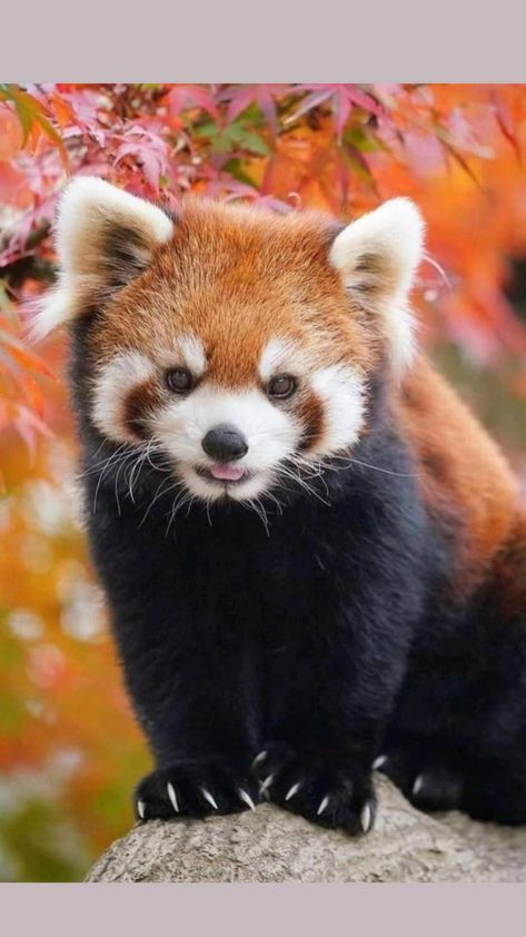 Red Panda Cute, Red Panda Baby, Pretty Animals, Cute Animals Images, Fluffy Animals, Cute Wild Animals, Cute Animal Photos, Red Panda, Cute Animal Pictures