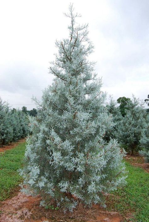 Arizona Blue Ice Cypress - super fast growing tree. We love ours Blue Ice Cypress, Arizona Cypress, Evergreen Landscape, Conifers Garden, Privacy Plants, Evergreen Garden, Specimen Trees, Fast Growing Trees, Garden Shrubs