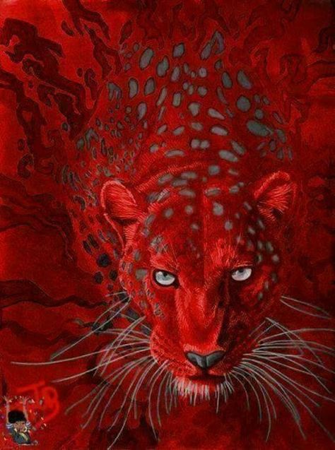 Foto Afrique Art, I See Red, Simply Red, Red Aesthetic, Color Of Life, Red And Grey, Shades Of Red, Big Cats, Cat Art