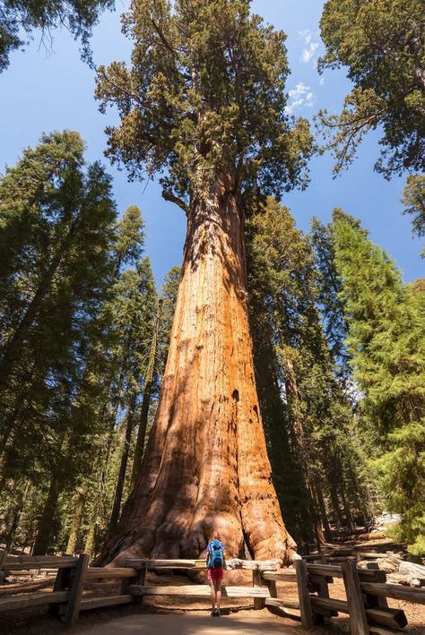 16 Record-Breaking National Parks Attractions To Visit This Year Yellowstone National Park Photography, National Parks In The Us, Best National Parks, Petrified Forest National Park, Dry Tortugas National Park, Famous Waterfalls, Hot Springs National Park, Redwood National Park, Crater Lake National Park