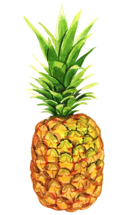 Melinda Josie, Pineapple Drawing, Watercolor Food, Food Painting, Camping Crafts, Custom Fonts, Aesthetic Stickers, Birds Of Paradise, Diy Canvas Art