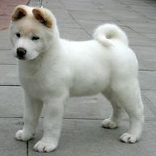 Akita Puppy, Japanese Akita, Akita Puppies, American Akita, Akita Inu, Japanese Dogs, Akita Dog, Kitty Love, Love And