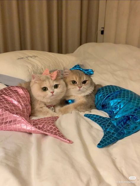 Cat In Dress, Cat Pictures Funny, Mermaid Clothes, Cute Cat Pfp, Cat Mermaid, Cat Nature, Spoiled Cats, Kitty Kisses, Life With Cats