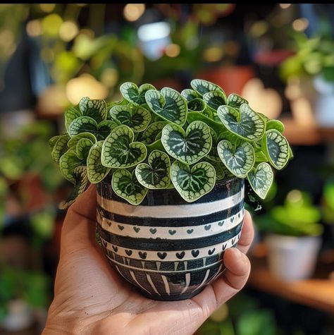 Plant Goals, Plants Are Friends, Inside Plants, Plant Aesthetic, House Plants Decor, House Plants Indoor, Pretty Plants, Succulents Garden, Cool Plants