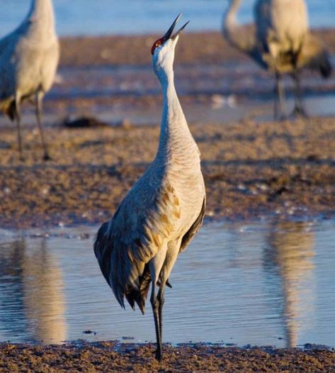 Kearney, Nebraska -  Two-Day Itinerary --- Spring Travel Tech Museum, Kearney Nebraska, Sandhill Cranes, Dutch Heritage, Sandhill Crane, Wind Art, Old Windmills, Harbor House, Bike Trail