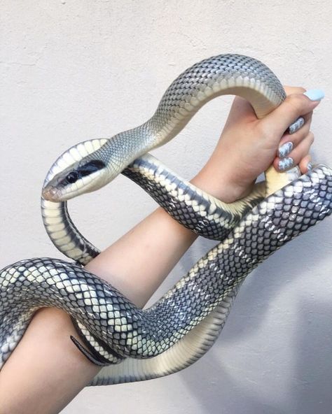 Kito (Derogatory) || BlackLivesMatter on Twitter: "Viatnamese blue beauty snake appreciation post💙💙💙💙… " Cool Snakes, Rat Snake, Pretty Snakes, Reptile Room, Corn Snake, Snake Lovers, Cute Reptiles, Cute Snake, Reptile Snakes