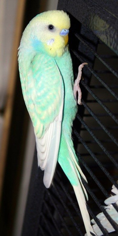 Rainbow Spangle includes yellow-face type 2, skyblue, opaline, and spangle mutations. Ferret Care, Parakeet Colors, English Budgie, Budgies Bird, Budgie Parakeet, Pet Bird, Exotic Birds, Pretty Birds, Colorful Birds