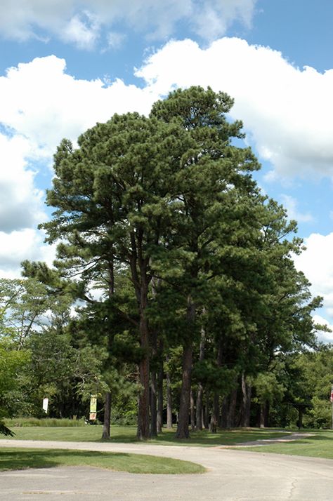 Click to view a full-size photo of Austrian Pine (Pinus nigra) at Canyon Creek Nursery Austrian Pine, Annabelle Hydrangea, Privacy Plants, Kawartha Lakes, Billings Montana, Burning Bush, Country Gardens, Small Shrubs, Foundation Planting