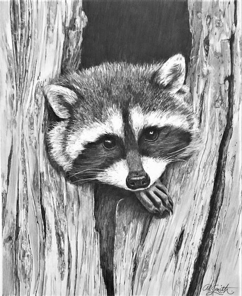 Racoon Drawings, Racoon Drawing, Woodland Drawing, Tonal Shading, Animal Sketching, Raccoon Drawing, Animals Drawing, Painting Images, Eagle Painting