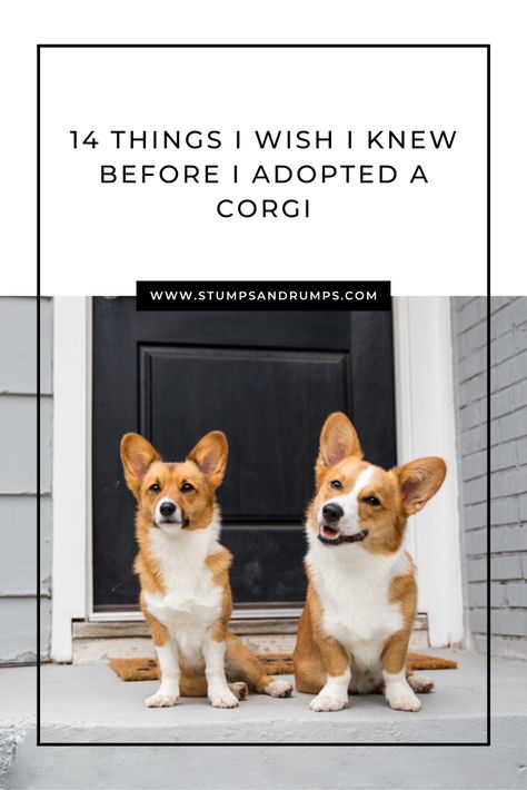 Corgi Memes Funny, Corgi Care Tips, Pembrook Welsh Corgi, Corgies Puppy, Corgi Haircut Styles, Corgi Grooming Styles, Corgi Tips, Corgi Training, Corgi Accessories