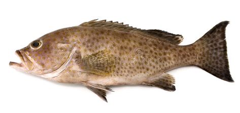 Grouper. A popular sea fish with many species , #affiliate, #popular, #Grouper, #sea, #species, #fish #ad Grouper Fish, Types Of Fish, Fish And Meat, Fish Drawings, Sea Fish, Mediterranean Style, Stock Images Free, Fish Pet, Fish