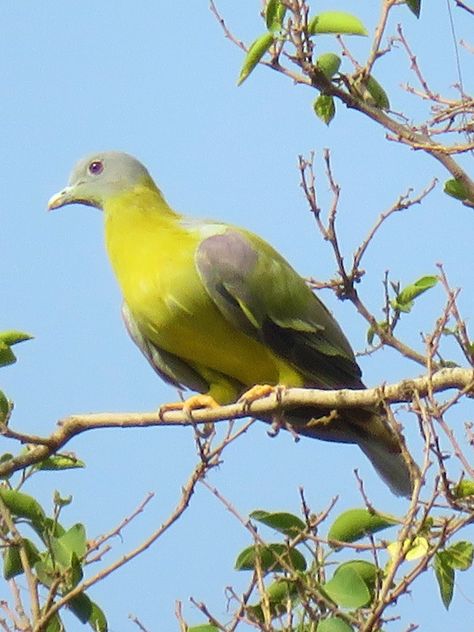 Green Pigeon (Indian Hariyal Bird) Sita Photo, Ram Sita Photo, Green Pigeon, Ram Sita, Pigeon Breeds, Green Bird, Beautiful Photos Of Nature, Gold Chain Jewelry, Chain Jewelry