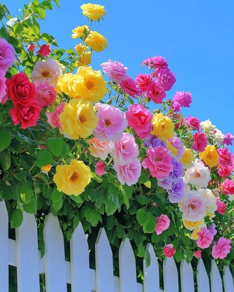 Bright Flowers Aesthetic, Backyard Flowers, Beautiful Flowers Photography, Colourful Flowers, Lovely Flowers Wallpaper, Trending Pins, Wallpaper Nature Flowers, Flowers Rose, Beautiful Flowers Garden