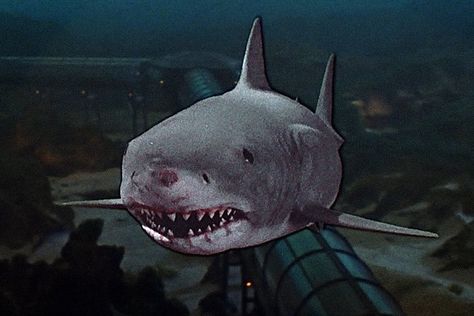 Another photo of Brucette the Mechanical Shark🦈 from JAWS 3 (1983). Jaws Film, Jaws 3, Attack Movie, Movies Of The 80's, Movie Special Effects, Jaws 2, Louis Gossett Jr, Bad Film, Jaws Movie