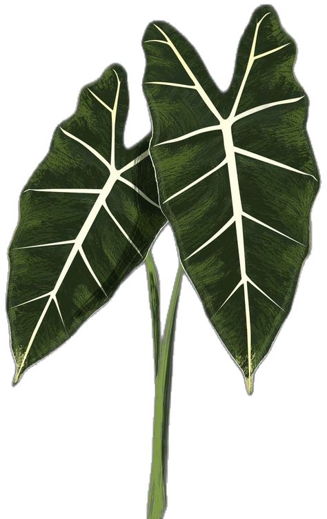 Alocasia Tattoo, Tattoos, ? Logo, Drawings