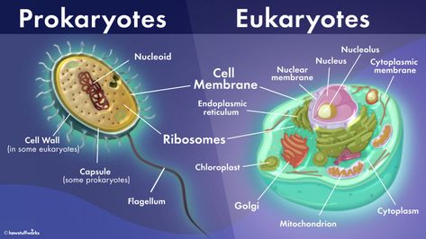 What's the Difference Between Prokaryotic and Eukaryotic Cells? | HowStuffWorks Nuclear Membrane, Prokaryotic Cell, Eukaryotic Cell, Plasma Membrane, Cell Structure, Structure And Function, Plant Cell, Protein Synthesis, Cell Wall