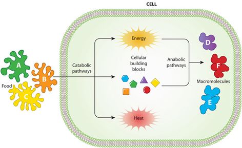 Cell Metabolism, Citric Acid Cycle, Acetyl Coa, Cellular Respiration, Organic Molecules, Nucleic Acid, Nature Education, Cell Structure, Simple Building