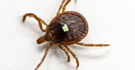 Alpha-gal syndrome: Signs, symptoms, and treatments on the meat allergy passed by ticks Tick Bite, How To Protect Yourself, Food Source, Red Meat, Lone Star, Ticks, Spiders, Health Problems, The Rise