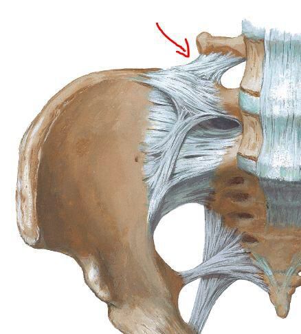 Iliolumbar ligament: between transverse process of L4 & L5 and iliac crest Posterior Baby, Iliac Crest, Hip Anatomy, Spinning Babies, Human Body Facts, Human Body Anatomy, Medical School Studying, Body Therapy, Body Anatomy