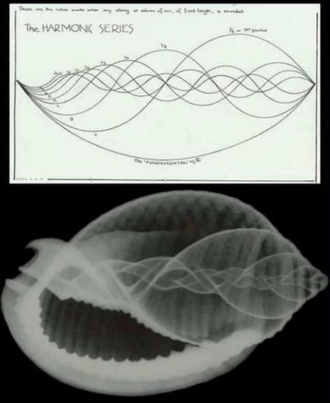 "Physical matter is music solidified" - Pythagoras Above is a diagram of the harmonic series..... Below is a photo of a shell..... Sacred Geometry Nature, Geometry In Nature, Ethereal Art, Sacred Geometry, Geometry, Art Reference, Physics, Musical, Shells