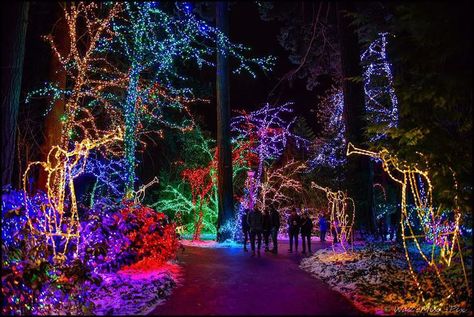 Oregon Christmas, Best Christmas Light Displays, Beach Road Trip, California Roadtrip, Portland Travel, Oregon Road Trip, Best Christmas Lights, Portland City, Multnomah Falls