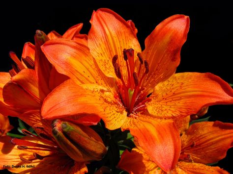 Orange Tiger Lily, Tiger Lilies, Orange Lily, Tiger Lily Aesthetic, Lily Aesthetic, Orange Flower, Tiger Lily Flowers, Fleur Orange, Nothing But Flowers