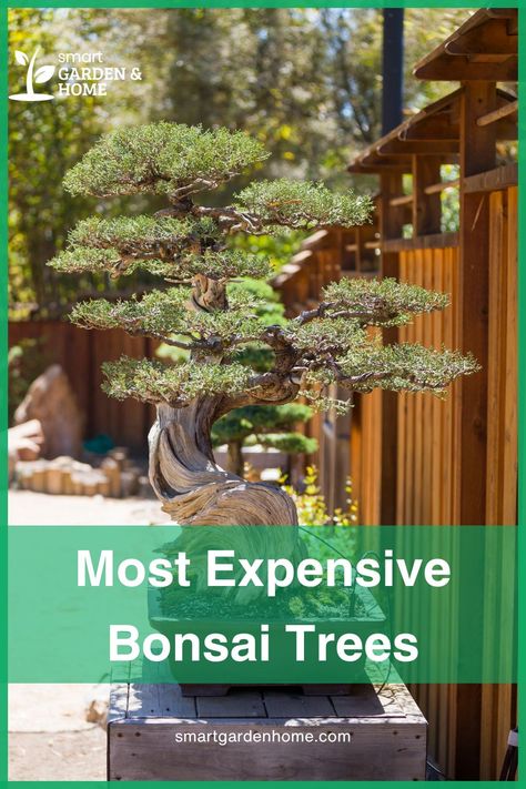 Step into the world of Bonsai trees!  Discover the artistry behind these miniature marvels with our guide to the 10 most expensive bonsai trees.  From ancient junipers to delicate azaleas, each tree tells a story of dedication and beauty. Types Of Bonsai Trees, Juniper Bonsai Tree, Bonsai Nursery, Japanese Bonsai Tree, Bonsai Tree Care, Pine Bonsai, Juniper Tree, Juniper Bonsai, Japanese Bonsai