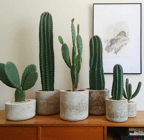 For the love of cactuses🌵🌵🌵 ———————————————— ✨Follow @plantscouts ✨Follow @plantscouts ———————————————— 📸// @aycactuss ——————————��—————— #plantsmakemehappy #cactus  #plantsofinstagram #houseplantplantclub #plantsgram #plantgang #homeiswheretheplantsare #plantaholic #livingwithplants #welovehouseplants #plantparenthood #thejungalow #ihavethisthingwithplants #planttherapy #botanicalpickmeup #houseplantclub #indoorjungle #plantsarefriends #housebeautiful #houseplantjournal #plantstyling #interio Indoor Cactus Plants, Kaktus Dan Sukulen, Cactus House Plants, Indoor Cactus, Pear Cactus, Cactus Decor, Green Cactus, Plant Decor Indoor, House Plants Decor