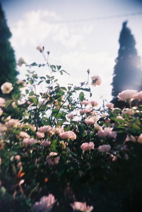 Flower Camera, Flower Film, Macro Photography Flowers, Rose Trees, Vintage Film, Aesthetic Painting, Aesthetic Words, Anime Best Friends, Film Aesthetic