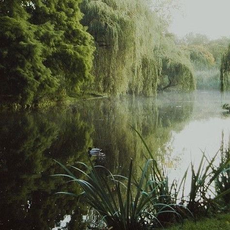 Pretty Nature, Weeping Willow, Rock Pools, Pretty Stuff, Green Trees, Lush Green, Ponds, Land Scape, Water Features