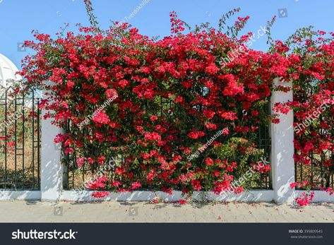 Bougainvillea Fence, Flower Fence, Arizona Landscape, Front Yard Fence, Iron Fence, Front Yard Garden, Porch Design, Planter Box, Bougainvillea